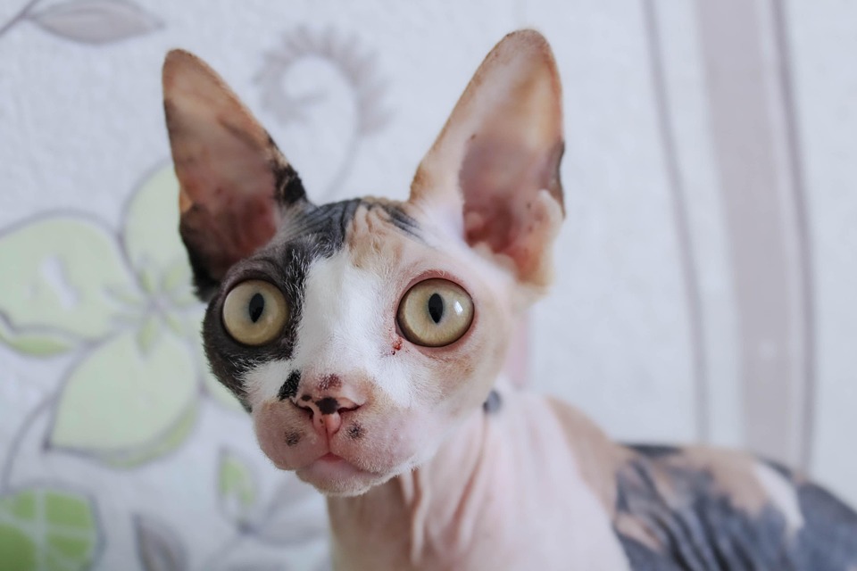 Sphynx cat