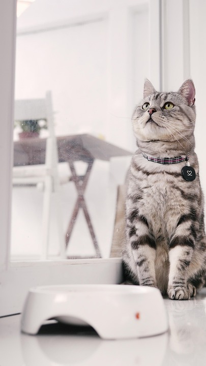 American Shorthair