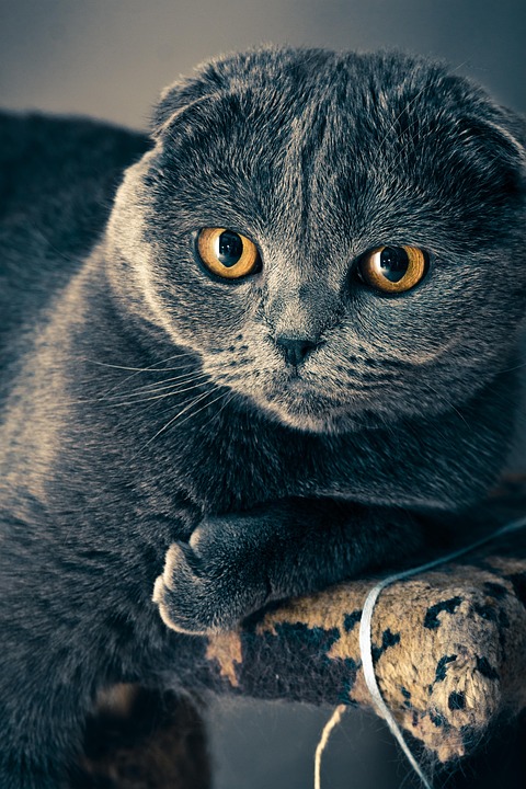 Scottish Fold cat