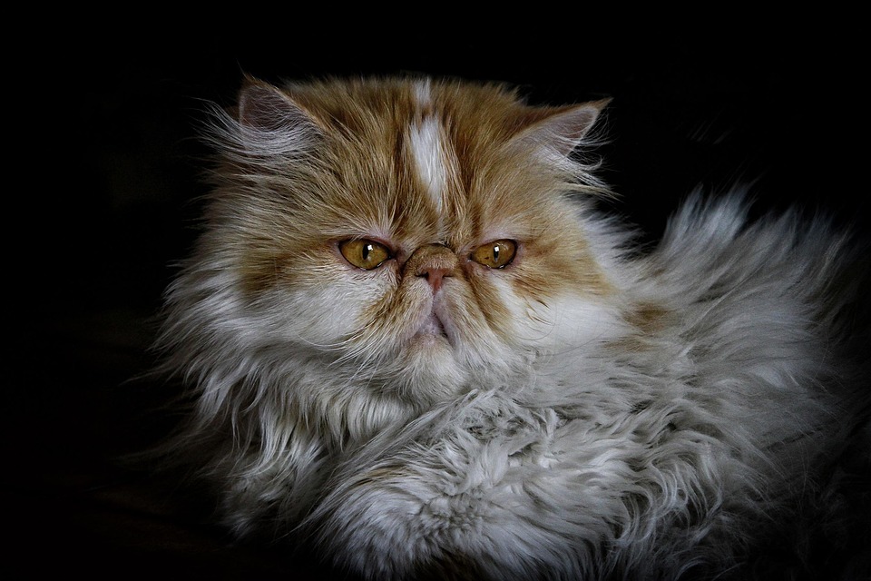 Persian cat