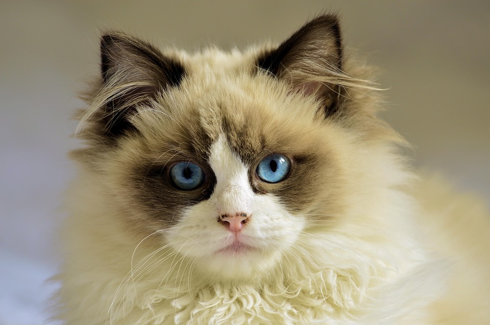 Ragdoll cat