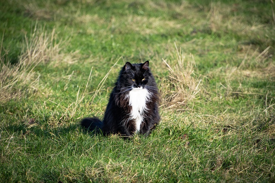 outdoor cat breeds