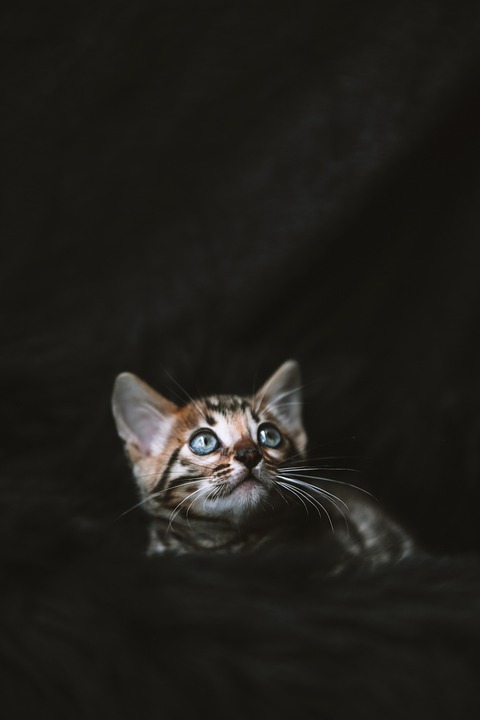 Bengal cat